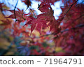 Red leaves red 71964791
