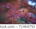 Red leaves red 71964792