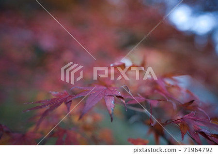 紅葉紅 紅葉紅 71964792