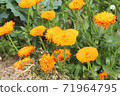 Flower spring gerbera Flower spring gerbera 71964795