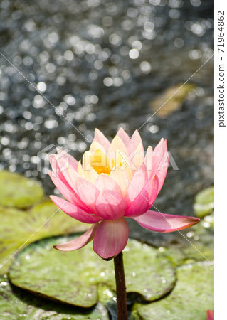 A lotus flower in a bright day at Kew Gardens on the outskirts of London A lotus flower in a bright day at Kew Gardens on the outskirts of London 71964862