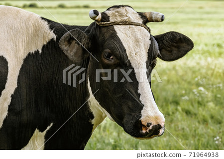 Cow on the pasture Cow on the pasture 71964938