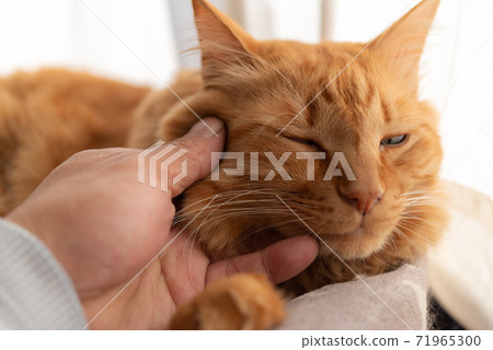 A cat with a disgusting face when touched, a tea tabby cat A cat with a disgusting face when touched, a tea tabby cat 71965300