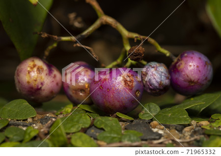 No grape fruit 71965332