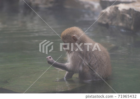 Hot spring and Japanese monkey 71965432