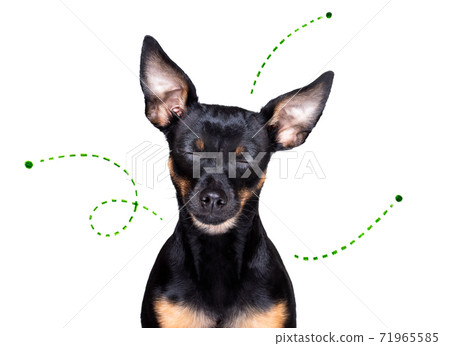dog with fleas, ticks or insects dog with fleas, ticks or insects 71965585