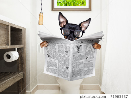 at toilette, toilet seat and reading newspaper dog at toilette, toilet seat and reading newspaper dog 71965587