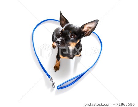 dog with leash waits for owner to walk dog with leash waits for owner to walk 71965596