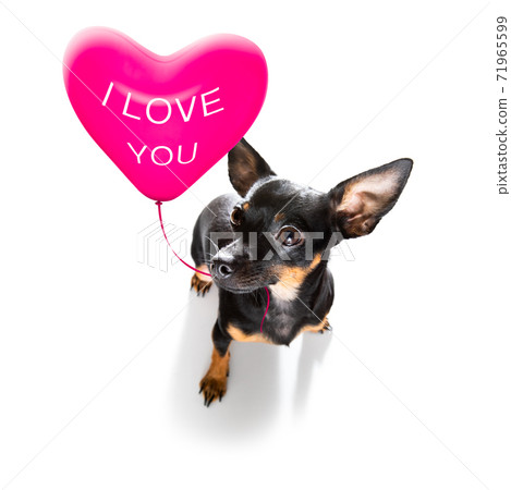 happy valentines dog happy valentines dog 71965599
