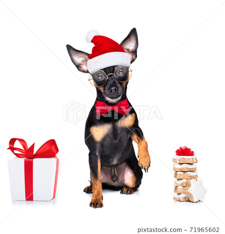merry christmas dog  santa claus hat 71965602