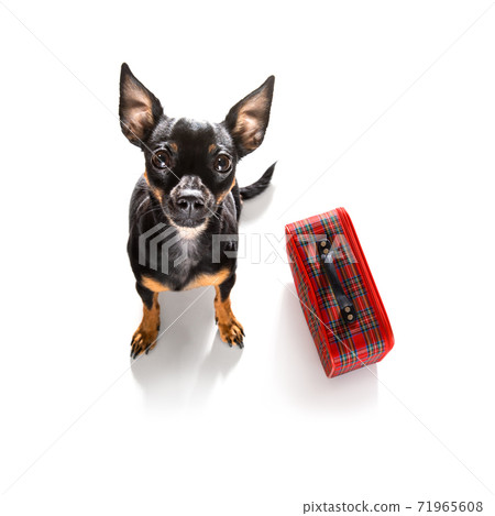 dog on vacation  holidays and luggage bag 71965608