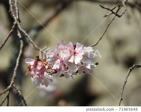 Double-flowered cherry blossoms in winter: October cherry blossoms Double-flowered cherry blossoms in winter: October cherry blossoms 71965648