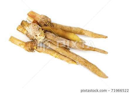 finger root or Chinese's Ginger isolated on the white background. finger root or Chinese's Ginger isolated on the white background. 71966522