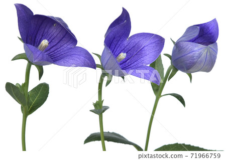 Kikyo flower in the middle of bloom (fix shooting) Kikyo flower in the middle of bloom (fix shooting) 71966759