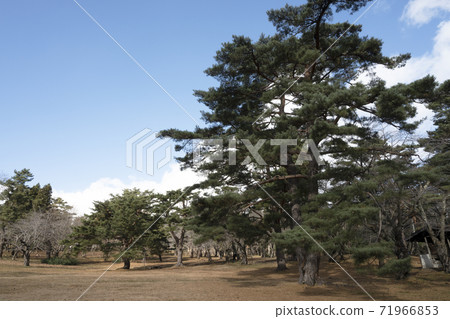 公園的松樹 公園的松樹 71966853