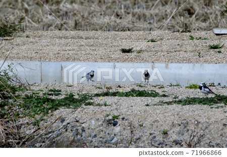 Wagtail 71966866