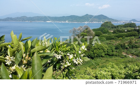 View the city of Matsuyama from the mandarin orange field on Gogo Island, a remote island in Matsuyama City, Ehime Prefecture [May] 71966971