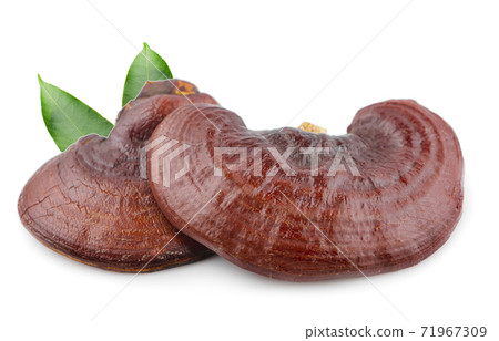 Dried Ganoderma Lucidum Mushroom isolated on white background 71967309