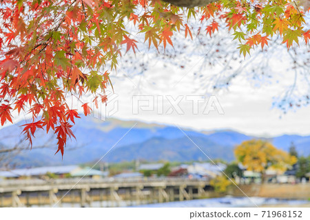 嵐山秋葉 嵐山秋葉 71968152
