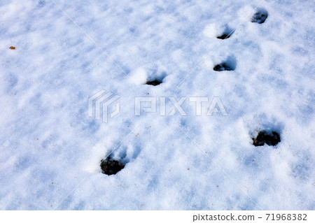 北海道富良野市富良野的雪原和動物足跡 照片素材 圖片 7196 圖庫