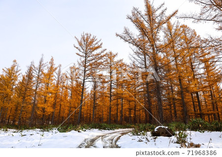 北海道富良野的原始秋天的森林 北海道富良野的原始秋天的森林 71968386