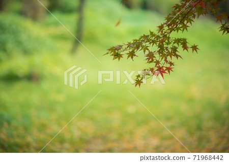 菊池神社的紅楓和藍楓的彩葉美麗 71968442