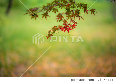 菊池神社的紅楓和藍楓的彩葉美麗 71968443