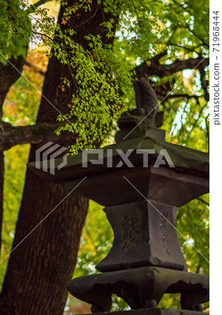 菊池神社的紅楓和藍楓的彩葉美麗 菊池神社的紅楓和藍楓的彩葉美麗 71968444