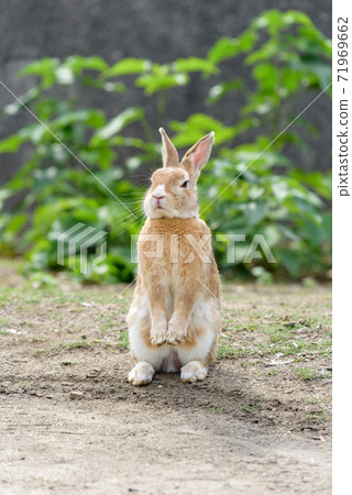 安娜兔站立在兩條腿上（奧之島） 71969662