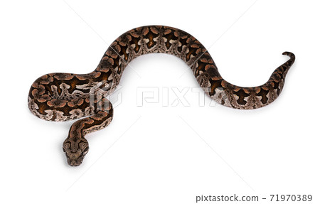 Dumeril's boa snake on white background 71970389