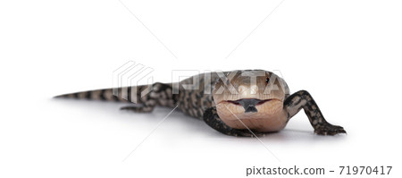 Indonesian blue tongue skink on white 71970417