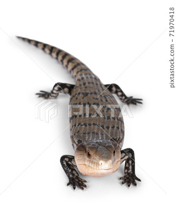 Indonesian blue tongue skink on white 71970418