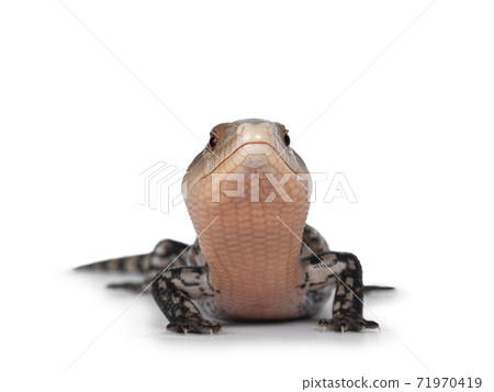 Indonesian blue tongue skink on white 71970419