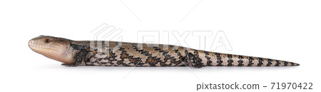 Indonesian blue tongue skink on white Indonesian blue tongue skink on white 71970422