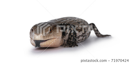 Indonesian blue tongue skink on white 71970424