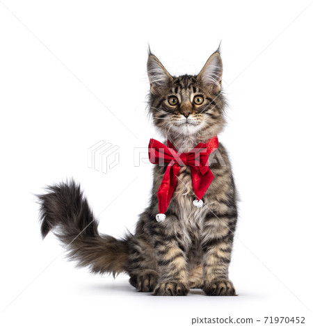Brown tabby cat kitten on white 71970452