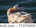 White duck with red legs in the lake 71970469