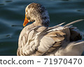 White duck with red legs in the lake 71970470