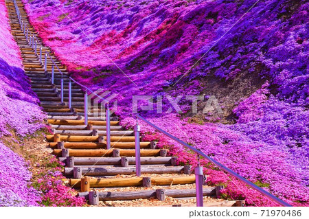 Higashimokoto Shibazakura Park Shibazakura 71970486