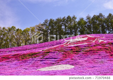 Higashimokoto Shibazakura Park Shibazakura 71970488