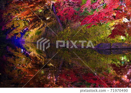 Hirosaki autumn leaves lit up 71970490