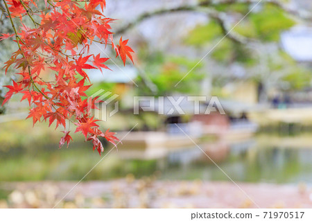 Daikakuji Temple Osawaike Autumn Leaves 71970517