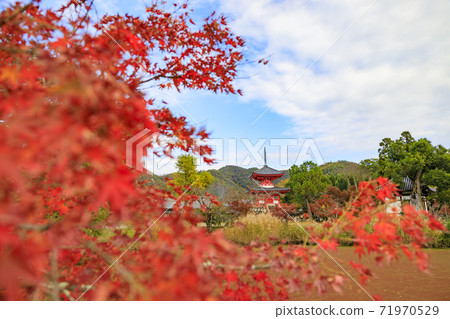 Daikakuji Temple Osawaike Autumn Leaves Daikakuji Temple Osawaike Autumn Leaves 71970529