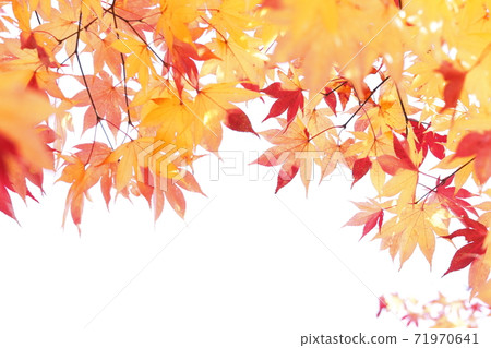 Frame of autumn leaves changing color Frame of autumn leaves changing color 71970641
