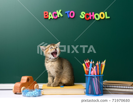 cute kitten scottish golden chinchilla straight sitting with open mouth on a book on a background of green chalk board 71970680