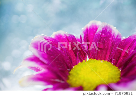 Wet chrysanthemum macro photo 71970951
