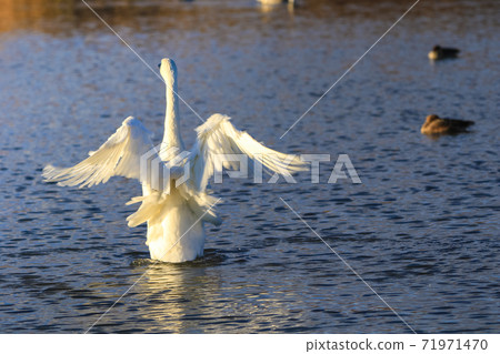 Flapping swan Flapping swan 71971470