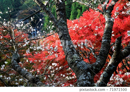 秋葉紅楓和冬季櫻花鶴見自然公園 秋葉紅楓和冬季櫻花鶴見自然公園 71971500