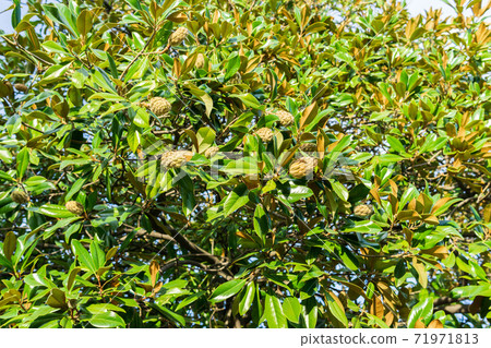 Magnolia leaves in dappled sunlight under the branches. selective focus background 71971813