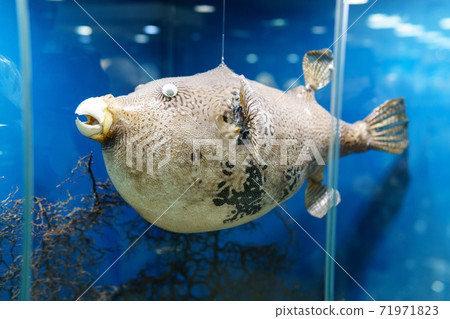 Dried and preserved antique puffer fish tetraodontidae specimen. selective focus 71971823